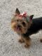 Yorkshire Terrier Puppies for sale in McKinney, TX, USA. price: $1,200