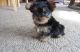 Yorkshire Terrier Puppies for sale in 2110 N Yarbrough Dr, El Paso, TX 79925, USA. price: NA