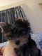 Yorkshire Terrier Puppies for sale in Pelham, NH 03076, USA. price: NA