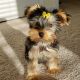 Yorkshire Terrier Puppies for sale in Mechanicsburg, PA, USA. price: $2,000