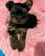 Yorkshire Terrier Puppies for sale in Auburn, IN 46706, USA. price: NA