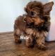 Yorkshire Terrier Puppies for sale in Liberty, TX, USA. price: $650