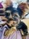 Yorkshire Terrier Puppies for sale in Bowie, MD 20720, USA. price: $1,700
