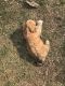 Yorkshire Terrier Puppies for sale in Vienna, VA 22180, USA. price: $950