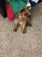 Yorkshire Terrier Puppies for sale in Denver, CO, USA. price: $800