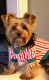 Yorkshire Terrier Puppies for sale in Olympia, WA, USA. price: NA