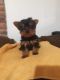 Yorkshire Terrier Puppies for sale in San Mateo, CA, USA. price: $1,500