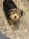 Yorkshire Terrier Puppies for sale in Joint Base Anacostia-Bolling, DC 20032, USA. price: NA