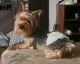 Yorkshire Terrier Puppies for sale in Studio City, Los Angeles, CA, USA. price: $3,500
