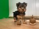 Yorkshire Terrier Puppies for sale in Tampa, FL 33647, USA. price: $2,150