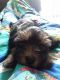 Yorkshire Terrier Puppies for sale in Colorado Springs, CO 80918, USA. price: $1,500