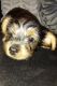 Yorkshire Terrier Puppies for sale in Shelby, NC, USA. price: $1,200