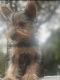 Yorkshire Terrier Puppies for sale in West Palm Beach, FL, USA. price: $6,000
