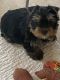 Yorkshire Terrier Puppies for sale in Clinton, IA, USA. price: $1,200