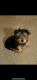 Yorkshire Terrier Puppies for sale in Simpsonville, SC 29680, USA. price: $1,500