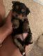Yorkshire Terrier Puppies for sale in 48932 Wixom Tech Dr, Wixom, MI 48393, USA. price: NA