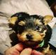 Yorkshire Terrier Puppies for sale in Pearblossom, CA 93553, USA. price: NA
