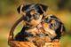 Yorkshire Terrier Puppies for sale in Champaign, IL, USA. price: $250