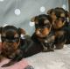 Yorkshire Terrier Puppies for sale in Garfield, NJ 07026, USA. price: NA