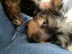 Yorkshire Terrier Puppies for sale in Baldwin, NY 11510, USA. price: $9,000