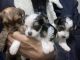 Yorkshire Terrier Puppies for sale in Porter, TX 77365, USA. price: NA