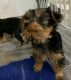 Yorkshire Terrier Puppies for sale in Moneta, VA 24121, USA. price: NA