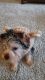 Yorkshire Terrier Puppies for sale in Virginia Beach, VA, USA. price: $1,500