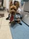 Yorkshire Terrier Puppies for sale in Palmetto, FL, USA. price: $500