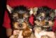 Yorkshire Terrier Puppies for sale in CA-99, Los Molinos, CA, USA. price: NA
