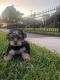 Yorkshire Terrier Puppies for sale in Tampa, FL, USA. price: $2,000