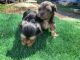 Yorkshire Terrier Puppies for sale in Mansfield, TX, USA. price: NA