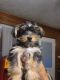 Yorkshire Terrier Puppies for sale in Conroe, TX, USA. price: $900