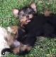 Yorkshire Terrier Puppies for sale in Laurel, MD, USA. price: $2,100