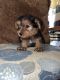 Yorkshire Terrier Puppies for sale in Reidsville, GA, USA. price: NA
