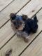 Yorkshire Terrier Puppies for sale in Kaufman, TX, USA. price: $1,200