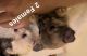Yorkshire Terrier Puppies for sale in Lincoln University, PA 19352, USA. price: NA