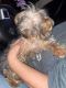 Yorkshire Terrier Puppies for sale in Hermitage, Nashville, TN, USA. price: NA