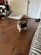 Yorkshire Terrier Puppies for sale in Lillington, NC 27546, USA. price: $1,000