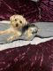 Yorkshire Terrier Puppies for sale in Lytle, TX 78052, USA. price: $800