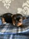 Yorkshire Terrier Puppies for sale in Canyon Lake, TX, USA. price: $1,000