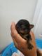 Yorkshire Terrier Puppies for sale in Kissimmee, FL 34746, USA. price: $2,400