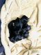 Yorkshire Terrier Puppies for sale in Riverview, FL, USA. price: $1,300