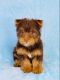 Yorkshire Terrier Puppies for sale in Murrieta, CA, USA. price: $2,200