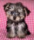Yorkshire Terrier Puppies for sale in Philadelphia, PA, USA. price: $2,300