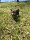 Yorkshire Terrier Puppies for sale in 28056 Swallowtail Dr, Long Neck, DE 19966, USA. price: NA