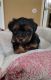 Yorkshire Terrier Puppies for sale in Highland, CA 92346, USA. price: NA