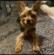 Yorkshire Terrier Puppies for sale in San Diego, CA, USA. price: $159,900
