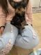 Yorkshire Terrier Puppies for sale in Norcross, GA 30091, USA. price: NA