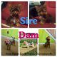 Yorkshire Terrier Puppies for sale in Downingtown, PA 19335, USA. price: $1,950