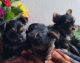 Yorkshire Terrier Puppies for sale in 7016 Favor St, Oakland, CA 94621, USA. price: $1,500